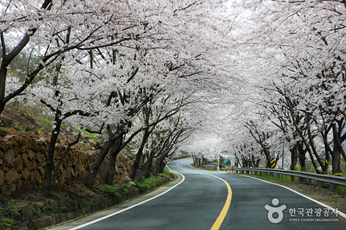 경남 하동 가볼만한곳 여행 관광지 베스트 10 숨은 명소