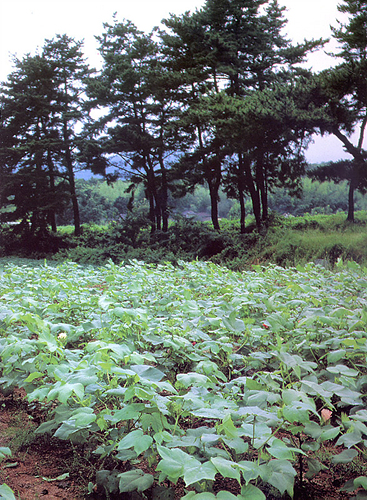 경남 산청 가볼만한곳 여행 관광지 베스트 10 숨은 명소