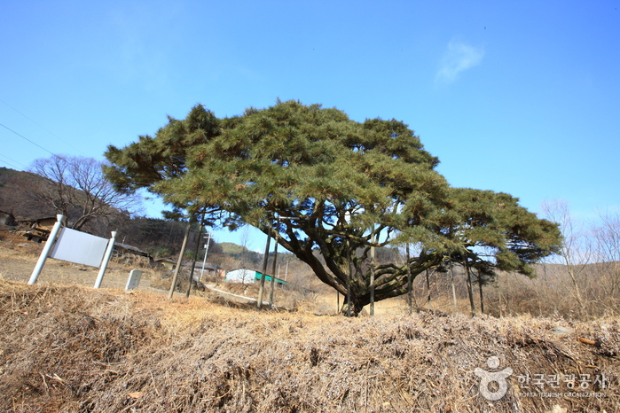 [예천여행] 예천 가볼만한곳 여행 관광지 베스트 10 숨은 명소 가족여행 아이와