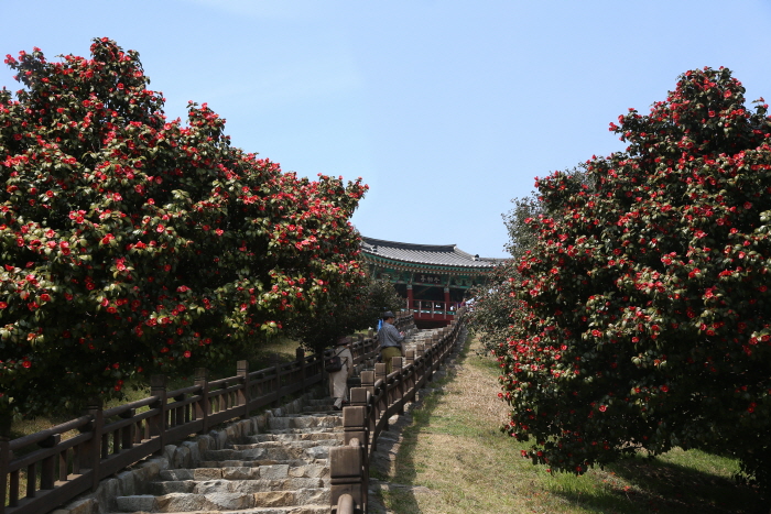 서천 마량리 동백나무 숲