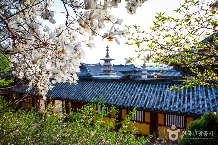 경주 불국사 [유네스코 세계문화유산]