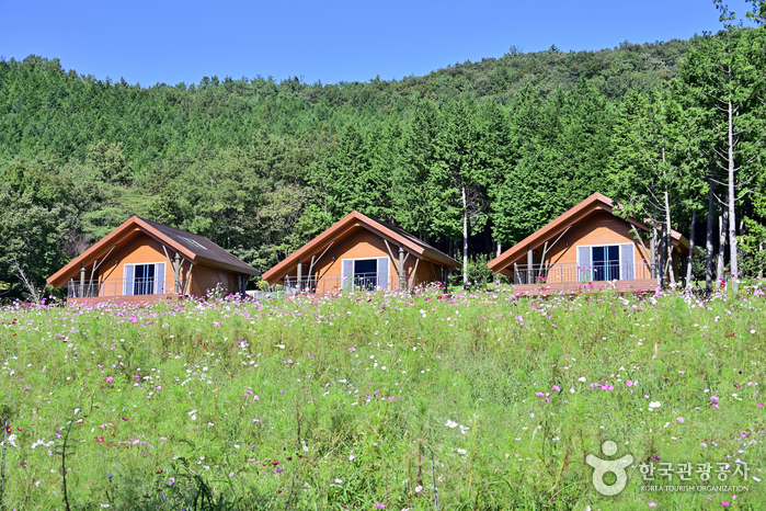 팔영산편백치유의숲